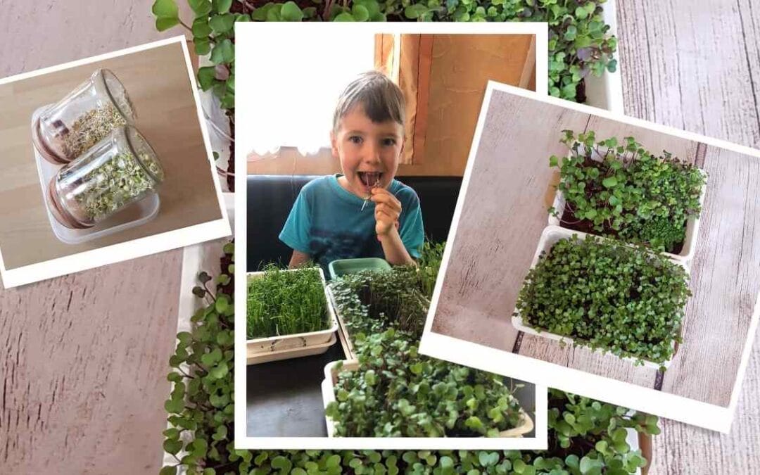 Friss csírák és mikrozöldek