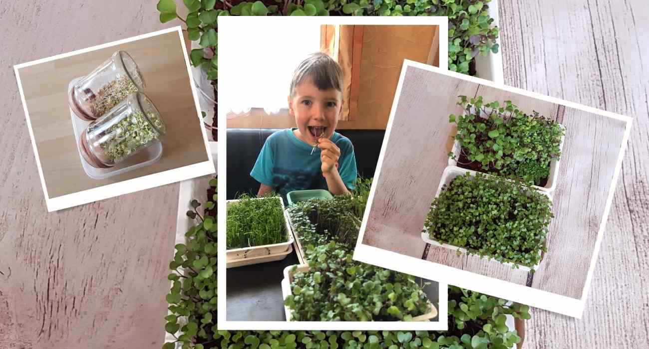 Csírák mikrozöldek