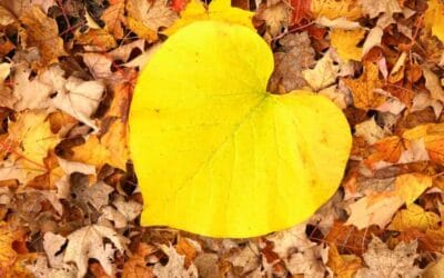 A szív titkai: Tudomány, ősi bölcsesség és az egészségünk védelmezői